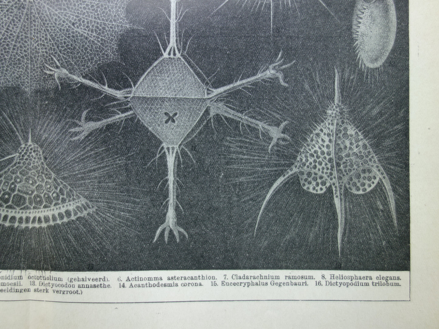 STRAALDIEREN Oude dieren prent Originele antieke Nederlandse illustratie Radiaten Radiolaria Zeeleven Stralendiertjes