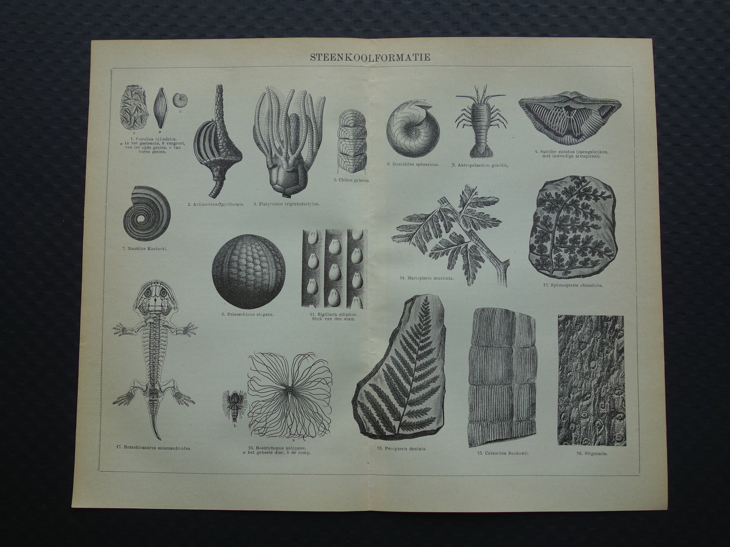 Oude prent van FOSSIELEN gevonden in steenkoop Antieke Nederlandse Illustratie fossiel geologie prints