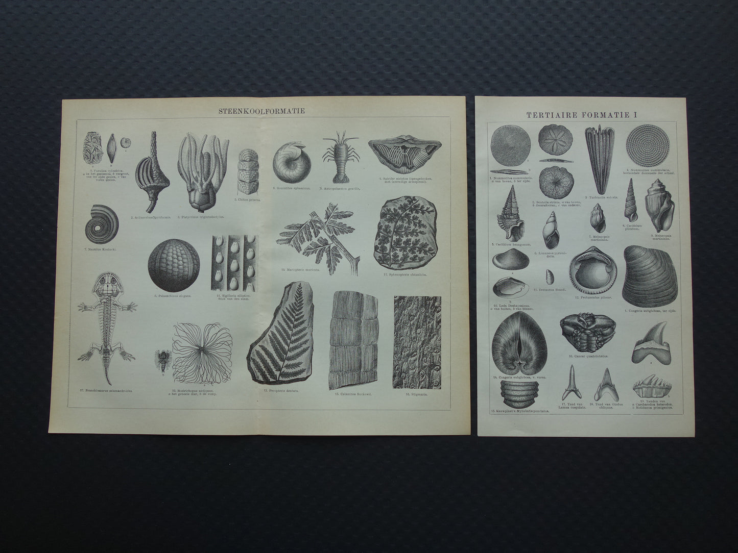 fossiel muurdecoratie antiek
