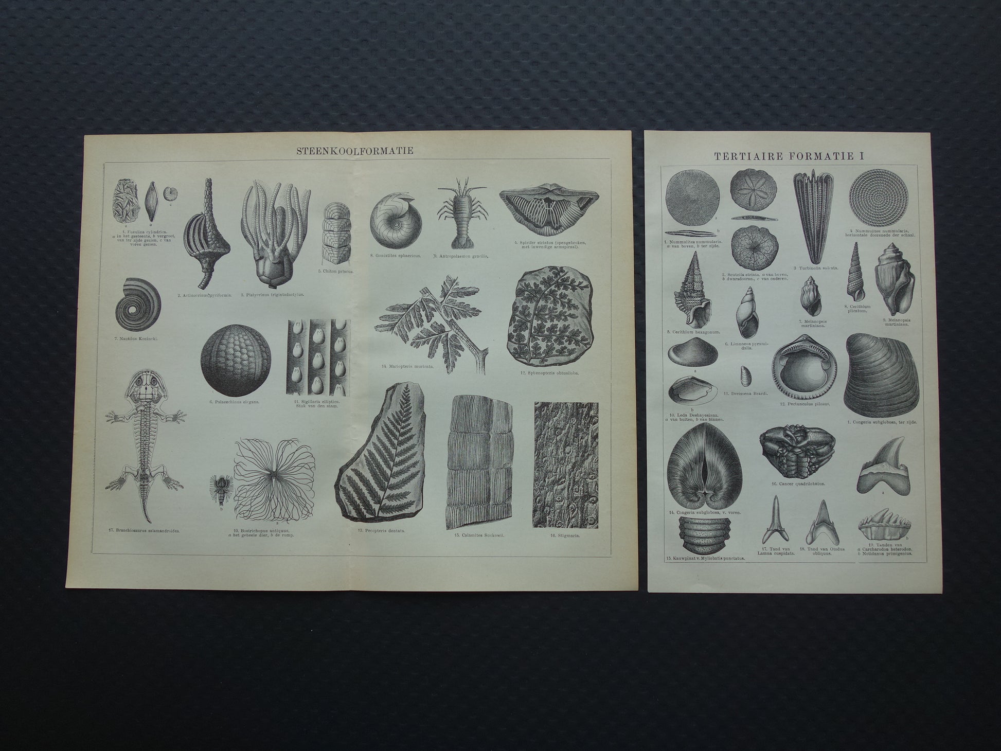 fossiel muurdecoratie antiek
