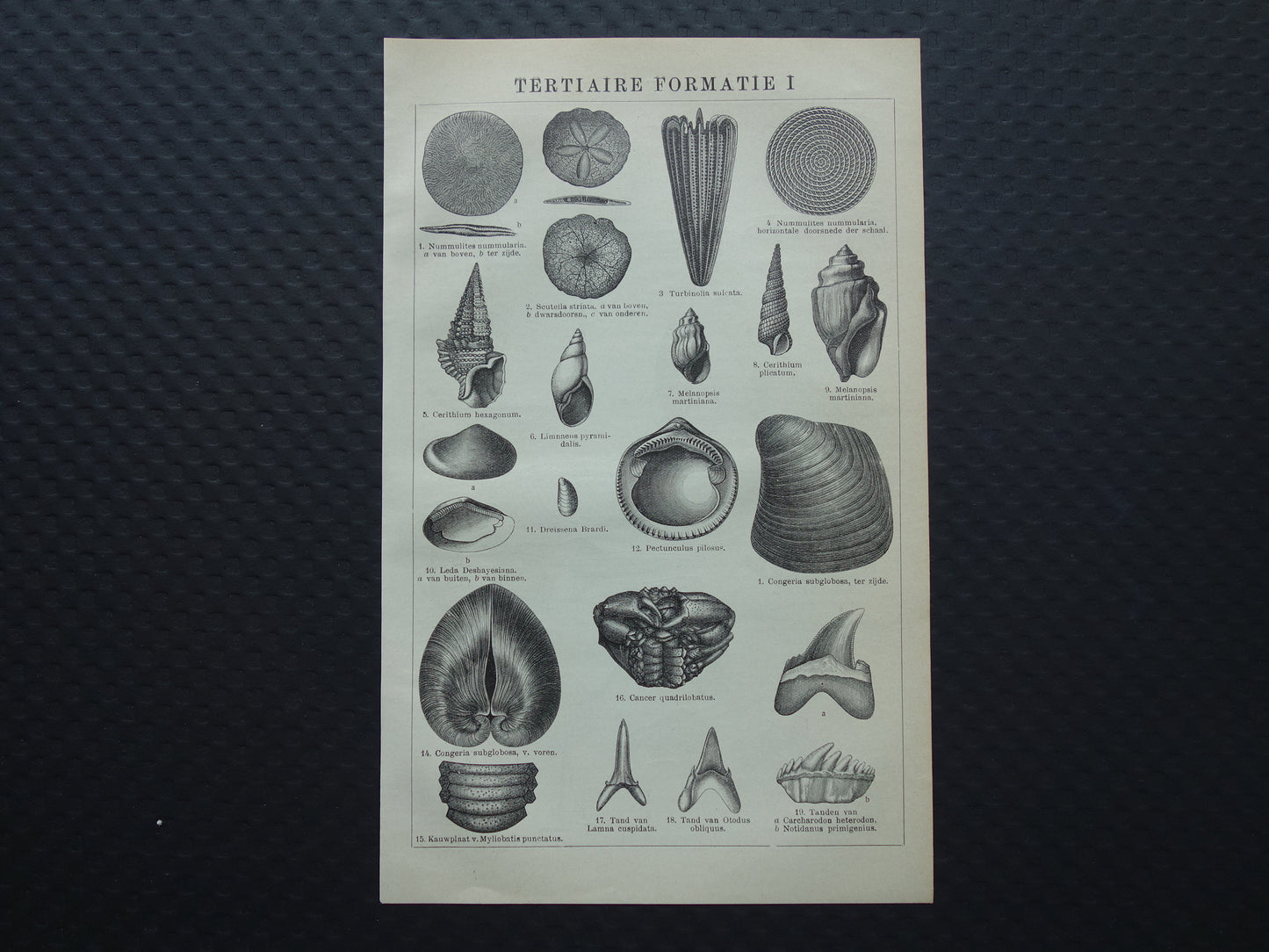 Oude prent van FOSSIELEN gevonden in steenkoop Antieke Nederlandse Illustratie fossiel geologie prints