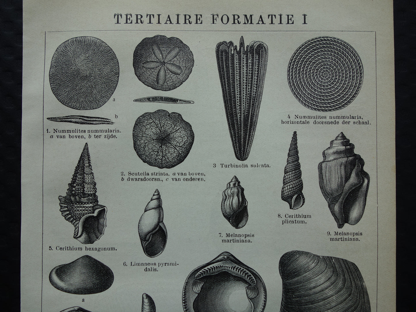 Oude prent van FOSSIELEN gevonden in steenkoop Antieke Nederlandse Illustratie fossiel geologie prints
