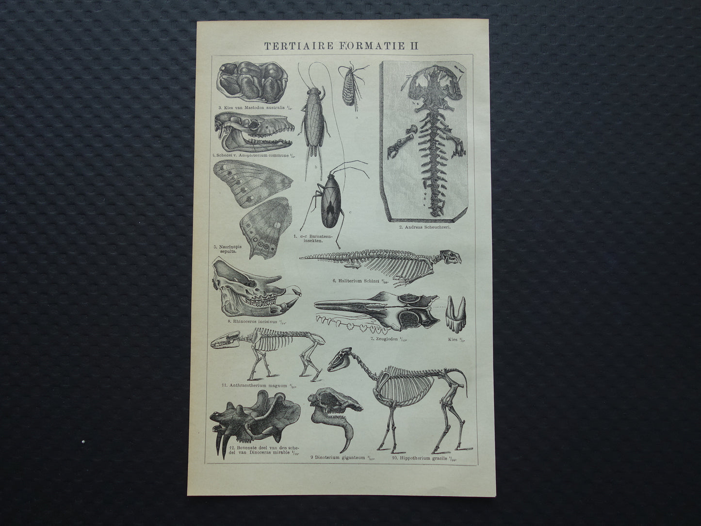 Oude prent van FOSSIELEN gevonden in steenkoop Antieke Nederlandse Illustratie fossiel geologie prints