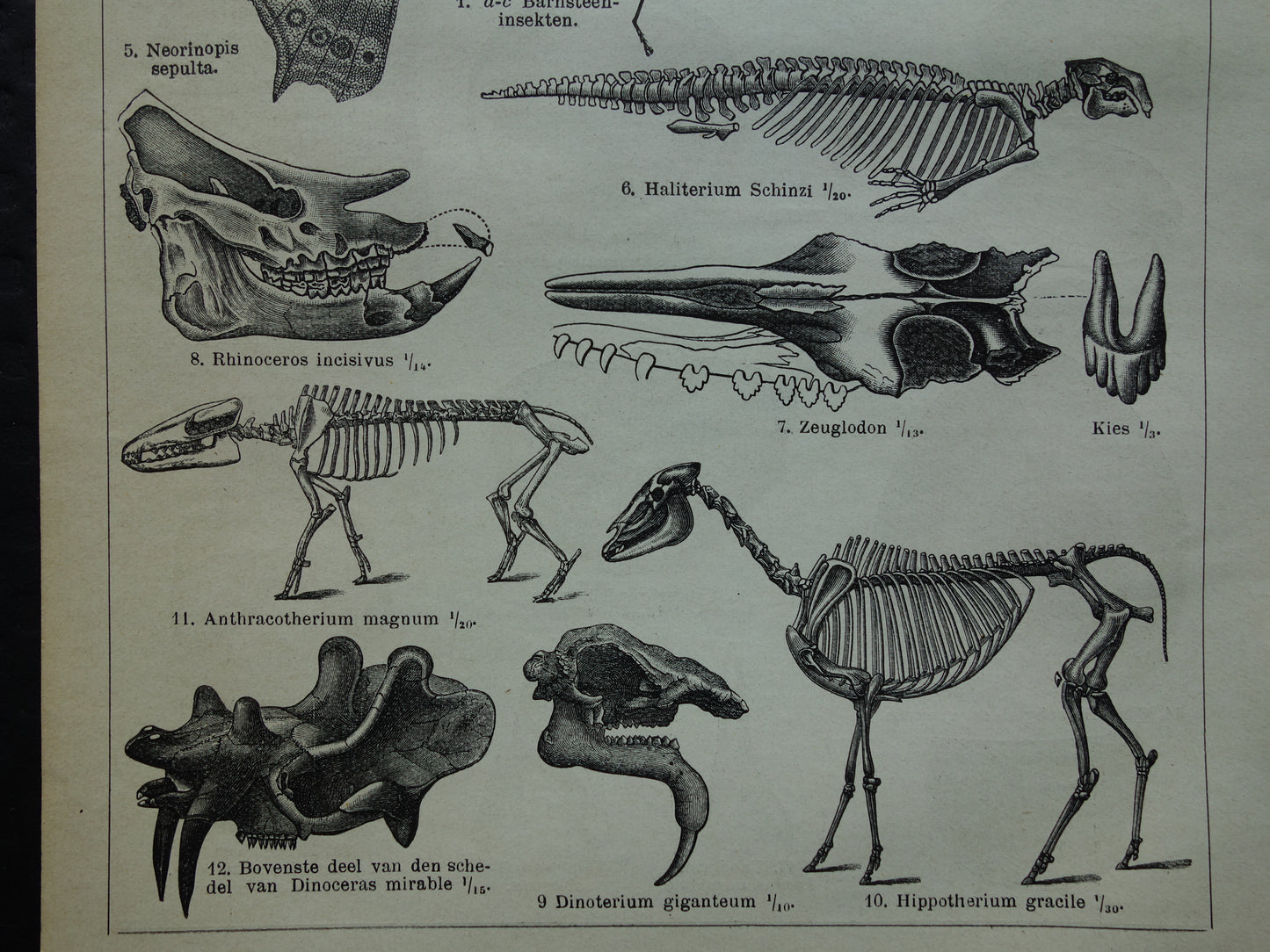 Oude prent van FOSSIELEN gevonden in steenkoop Antieke Nederlandse Illustratie fossiel geologie prints