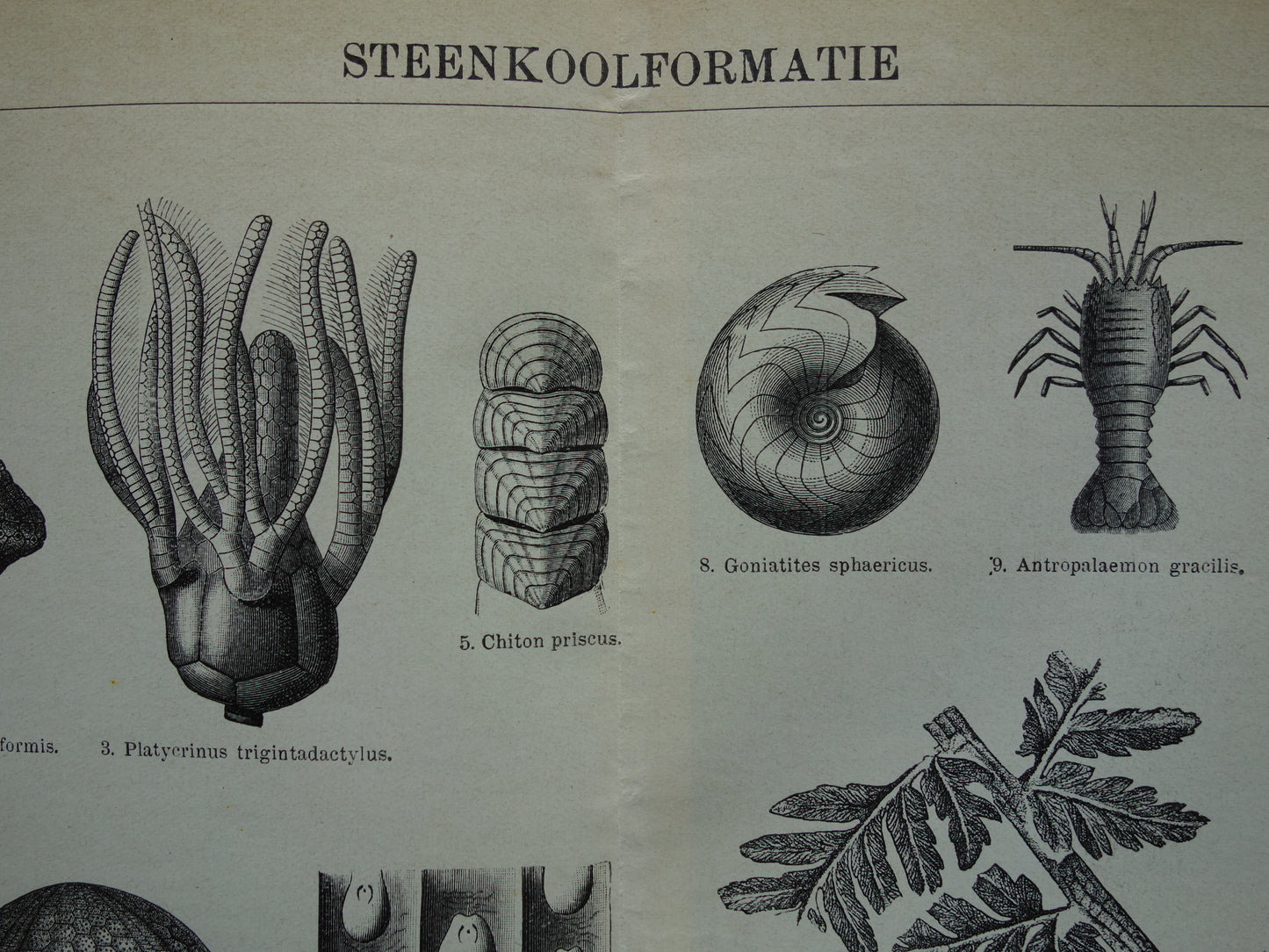 Steenkoolformatie fossielen gevonden in steenkool