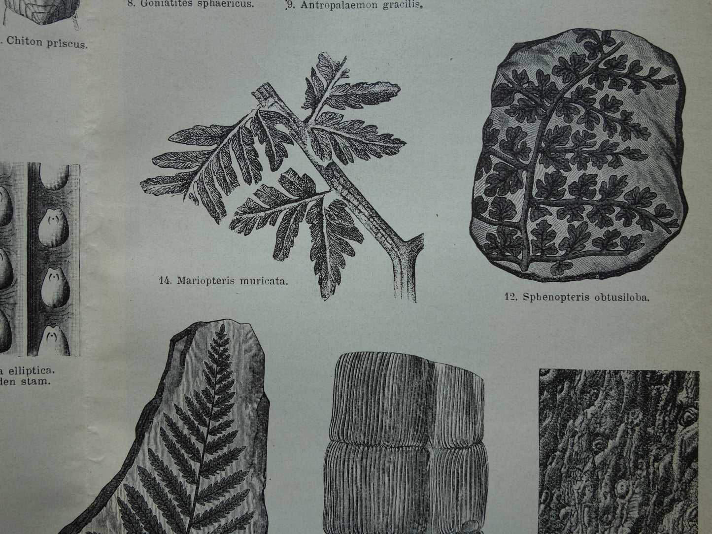 paleontologie vintage