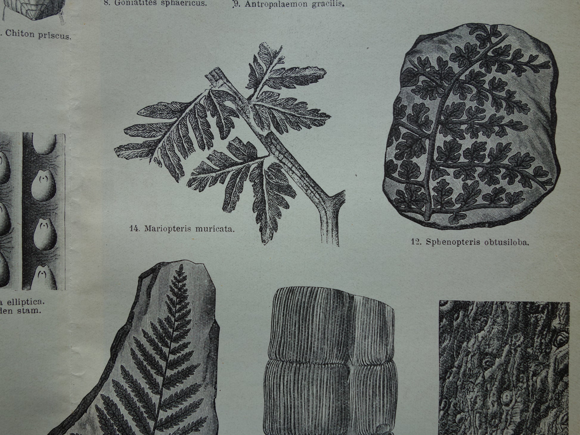 paleontologie vintage