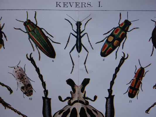 insekten kevers vintage illustratie