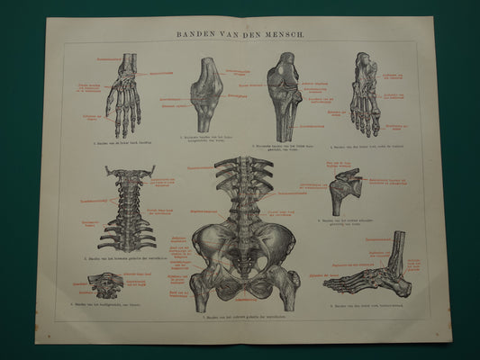 Oude Anatomie Prent Ligamanten Originele antieke anatomische illustratie vintage print van banden ligament gewrichtsbanden
