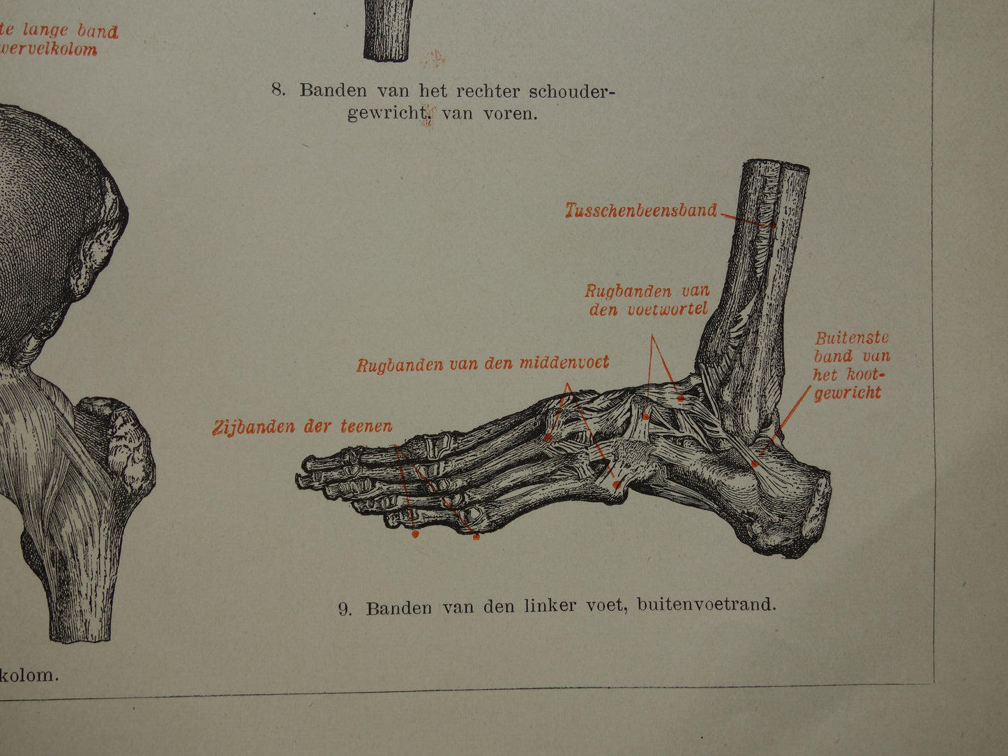 Oude Anatomie Prent Ligamanten Originele antieke anatomische illustratie vintage print van banden ligament gewrichtsbanden
