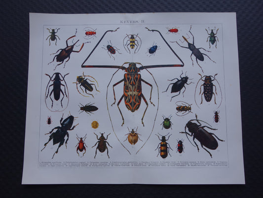 KEVER antieke prent uit 1918 over Keversoorten oude Nederlandse illustratie print kevers