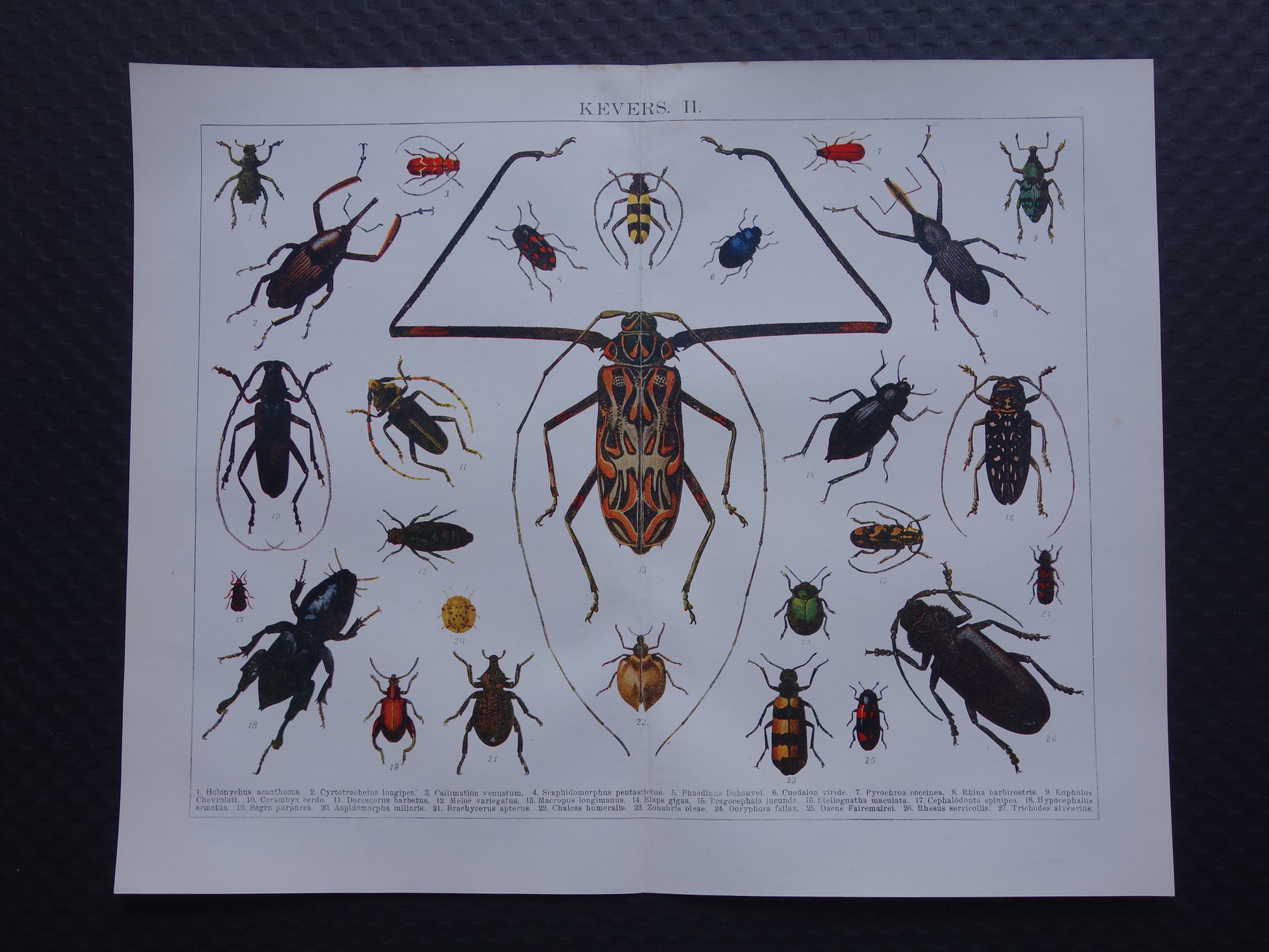 vintage biologie kever prent
