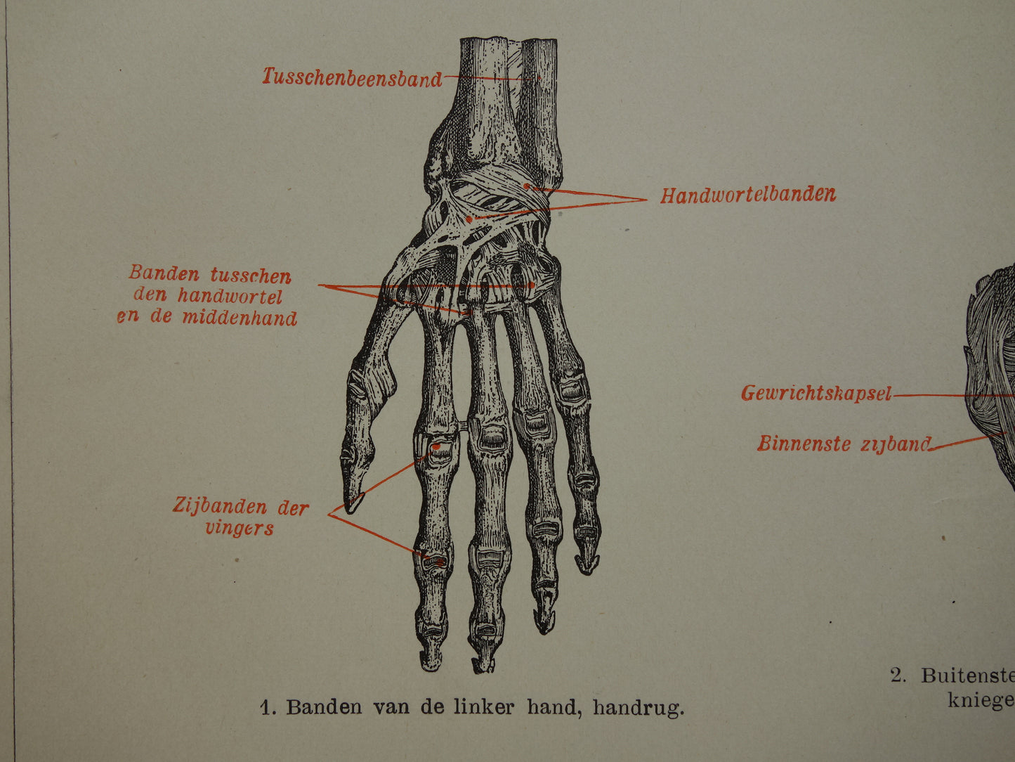 Oude Anatomie Prent Ligamanten Originele antieke anatomische illustratie vintage print van banden ligament gewrichtsbanden