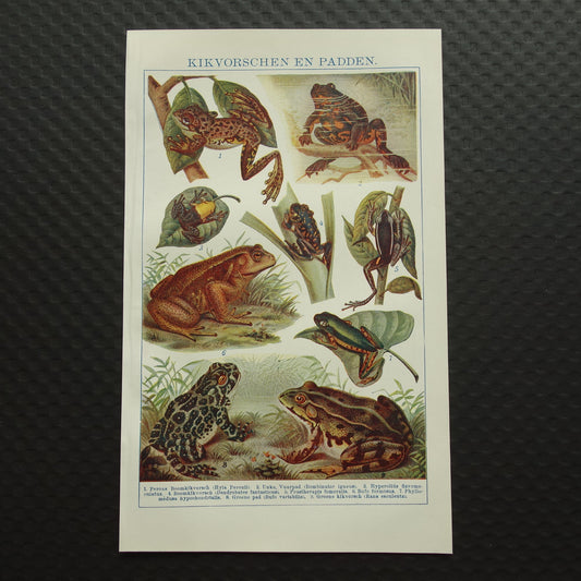 Kikkers oude prent uit het jaar 1918 originele antieke dieren illustratie kikker pad vintage prints
