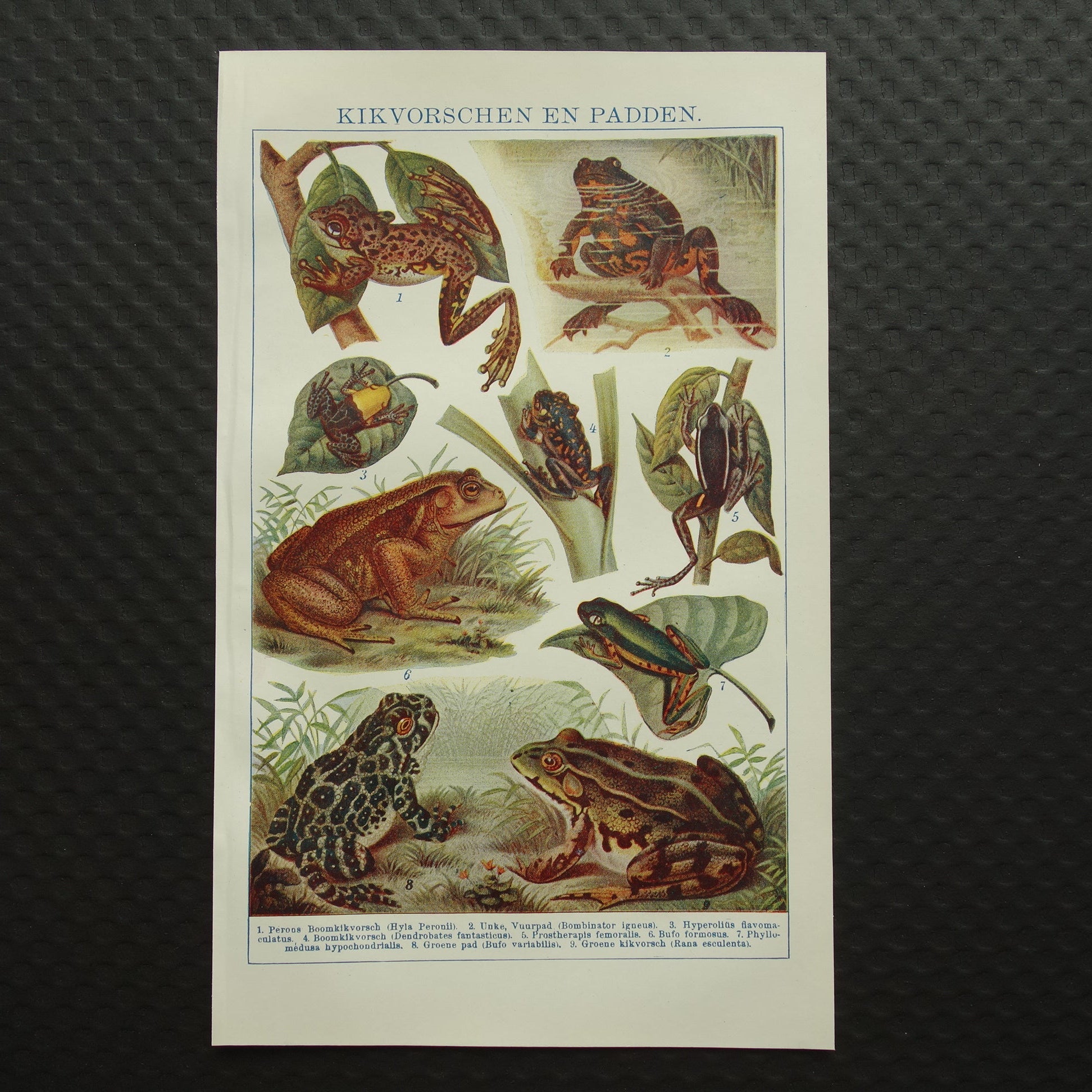 oude illustratie kikkers vintage print