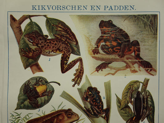 Kikkers oude prent uit het jaar 1918 originele antieke dieren illustratie kikker pad vintage prints