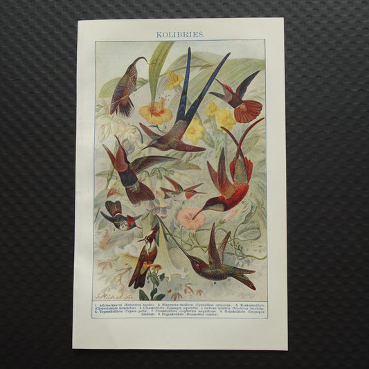 KOLIBRIES oude prent uit het jaar 1918 originele antieke Kolibrie illustratie vintage vogel prints