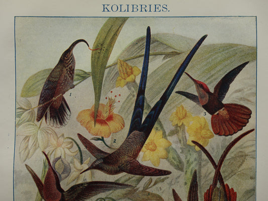 KOLIBRIES oude prent uit het jaar 1918 originele antieke Kolibrie illustratie vintage vogel prints