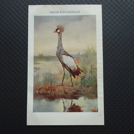 GRIJZE KROONKRAAN oude prent uit het jaar 1918 originele antieke vogel illustratie vintage kroonkraanvogel prints