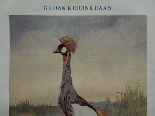 GRIJZE KROONKRAAN oude prent uit het jaar 1918 originele antieke vogel illustratie vintage kroonkraanvogel prints