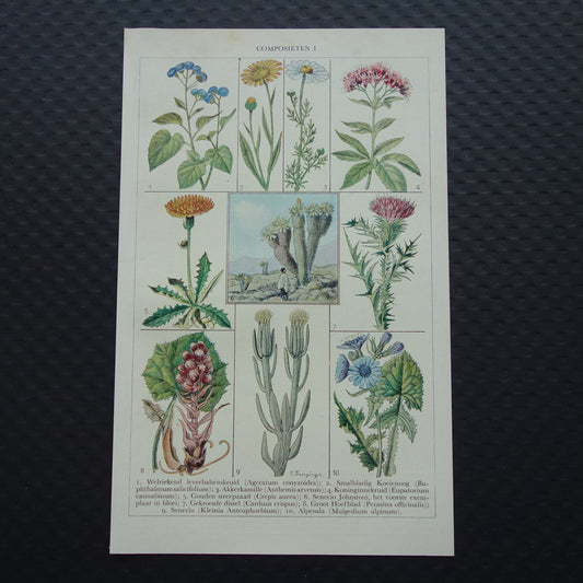 BLOEMEN Oude Botanische Prent Distel Originele vintage planten illustratie Bloem Kleine print