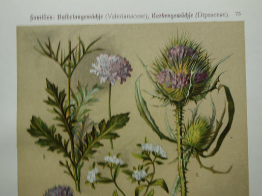 Oude botanische prenten set van twee 1911 originele antieke illustratie bloemen planten Paars