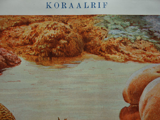 KORAAL oude prent uit het jaar 1918 originele antieke Koraalrif illustratie vintage prints
