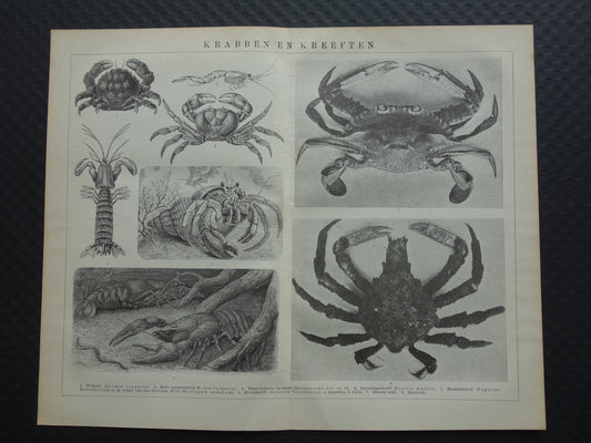 Krabben en Kreeften oude prent uit het jaar 1918 originele antieke Krab Kreeft illustratie vintage dieren prints