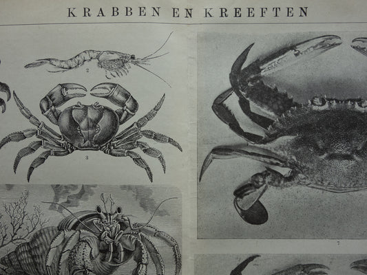 Krabben en Kreeften oude prent uit het jaar 1918 originele antieke Krab Kreeft illustratie vintage dieren prints