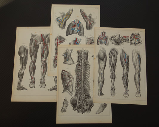Oude anatomische prenten Set van 4 vintage prints Anatomie Mens