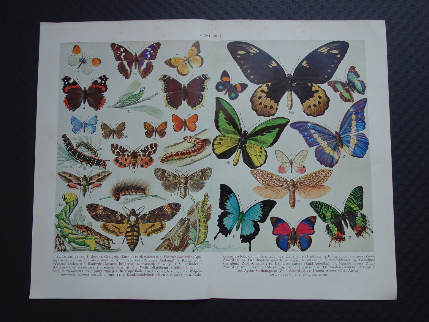 VLINDERS Oude prent Vlinder Rups - Originele vintage Nederlandse illustratie uit 1938