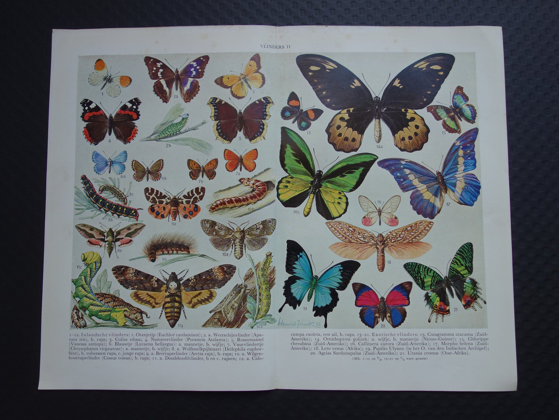 VLINDERS Oude prent Vlinder Rups - Originele vintage Nederlandse illustratie uit 1938