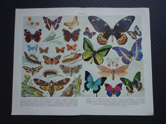 VLINDERS Oude prent Vlinder Rups - Originele vintage Nederlandse illustratie uit 1938