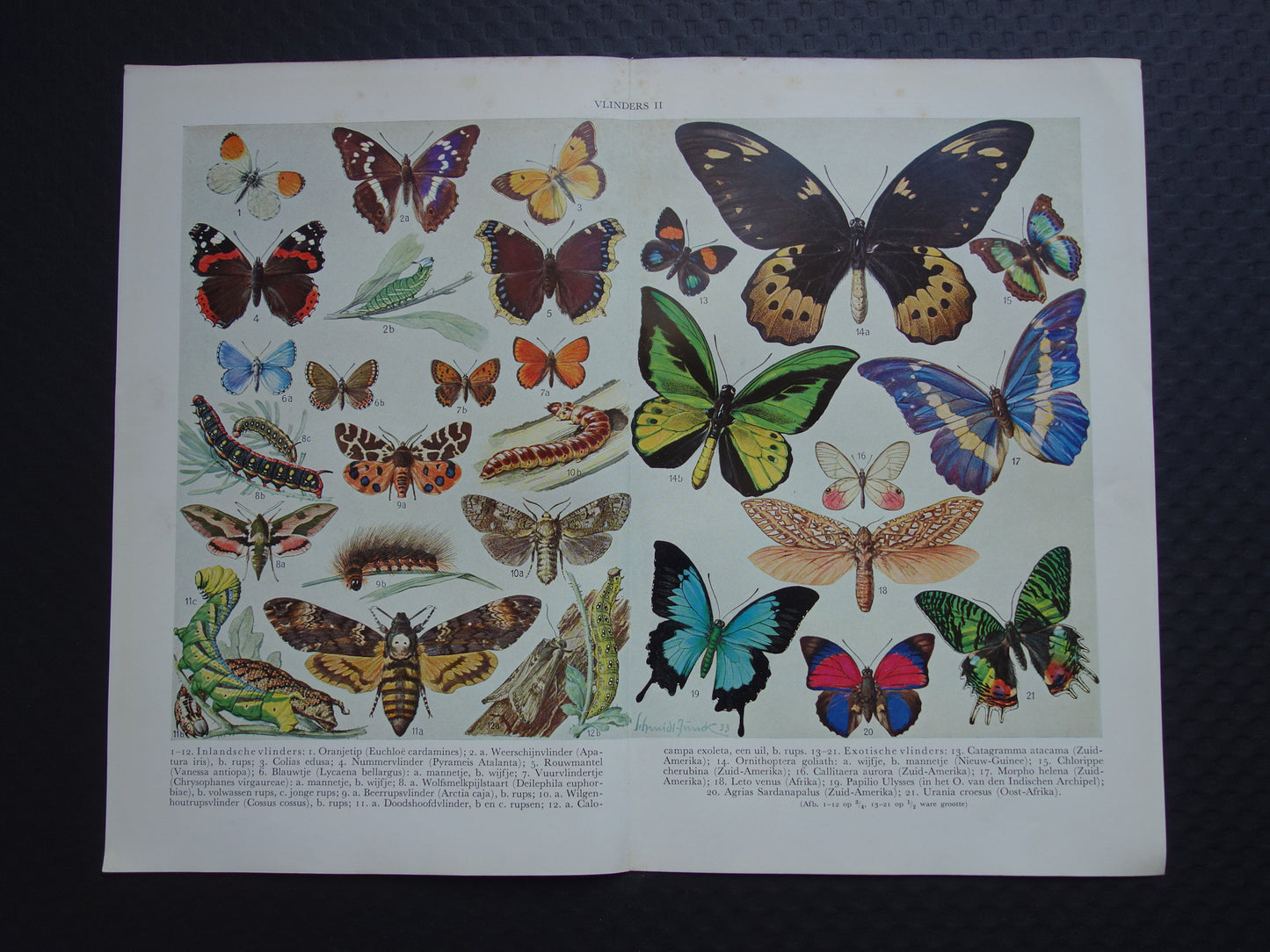 VLINDERS Oude prent Vlinder Rups - Originele vintage Nederlandse illustratie uit 1938