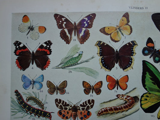 vlinders vintage muurdecoratie