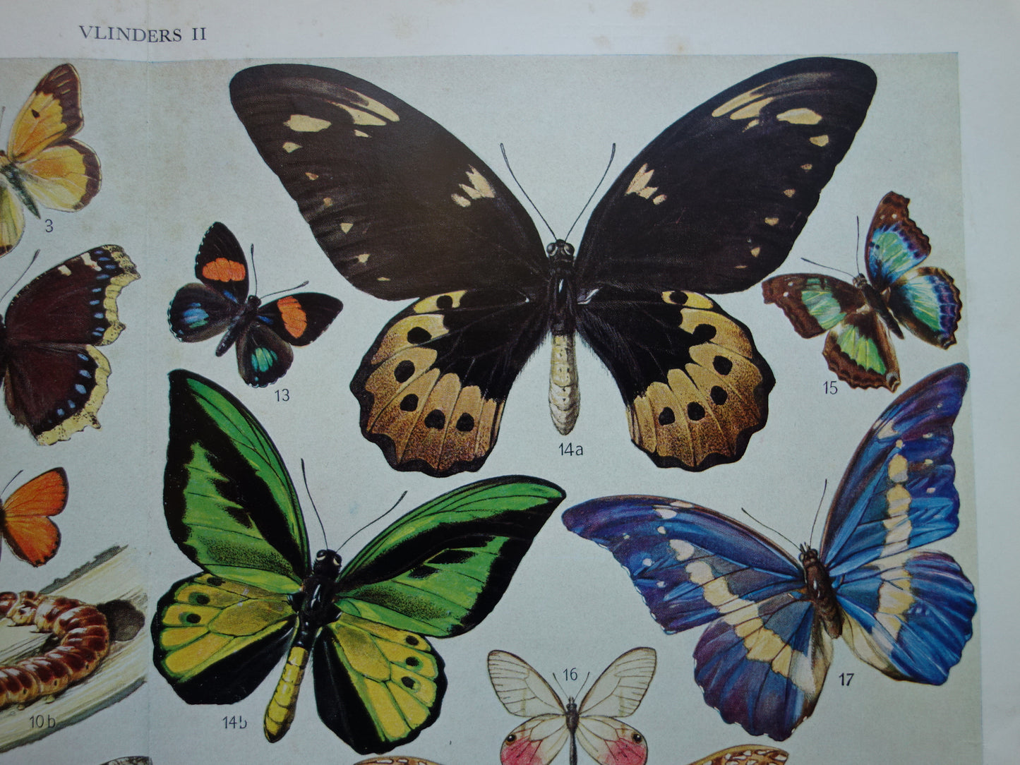 vlinder oude prent gravure kopen
