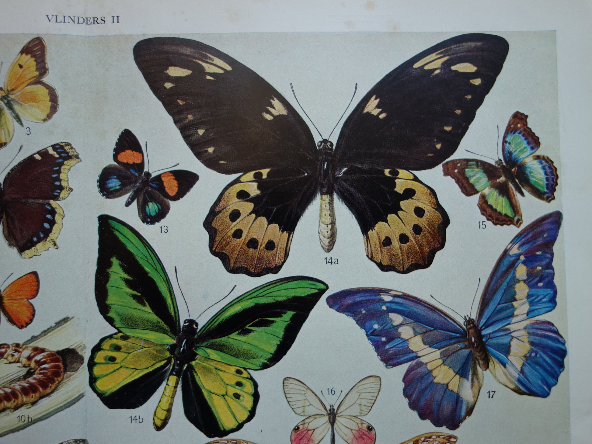 vlinder oude prent gravure kopen
