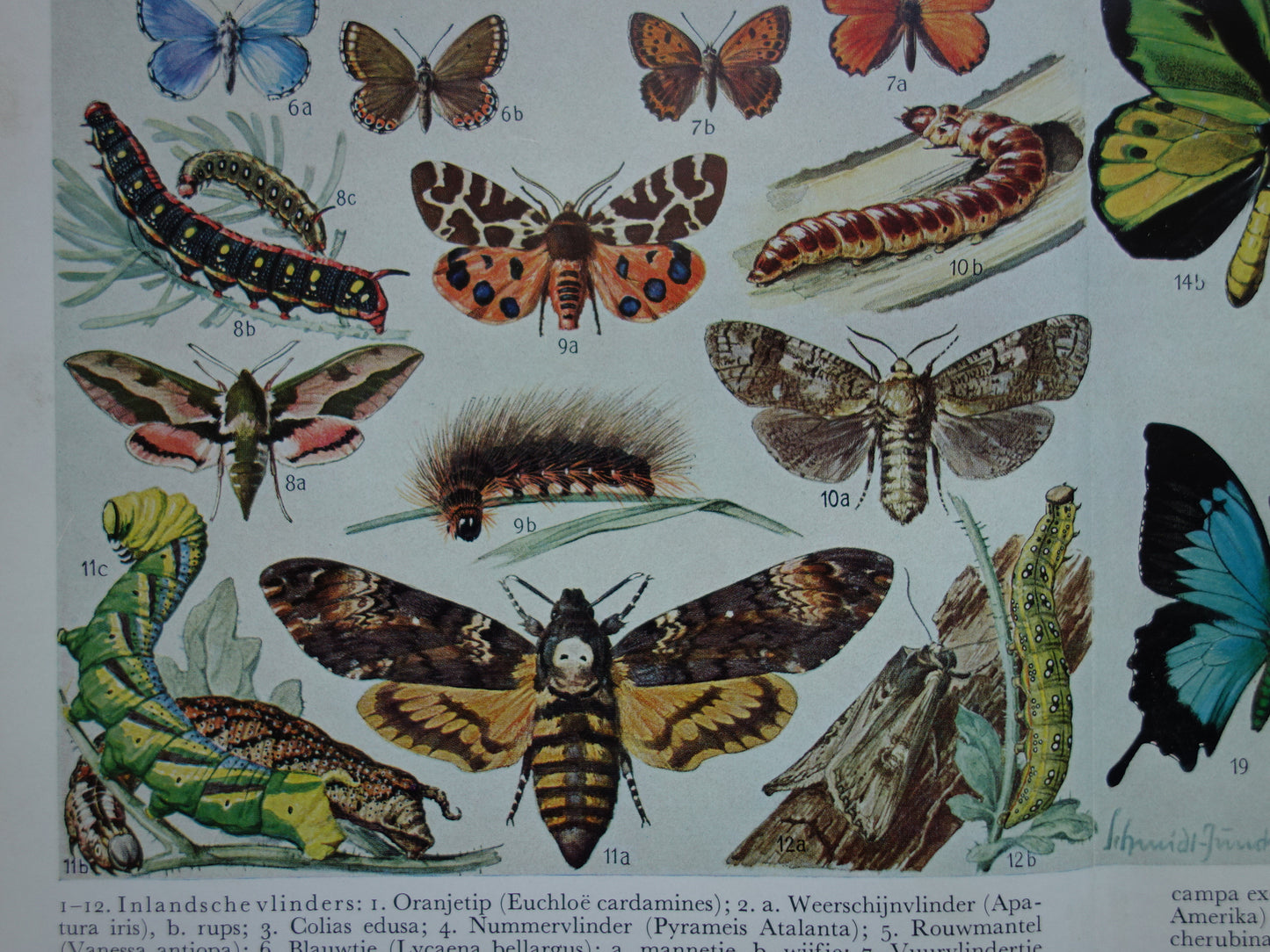 VLINDERS Oude prent Vlinder Rups - Originele vintage Nederlandse illustratie uit 1938