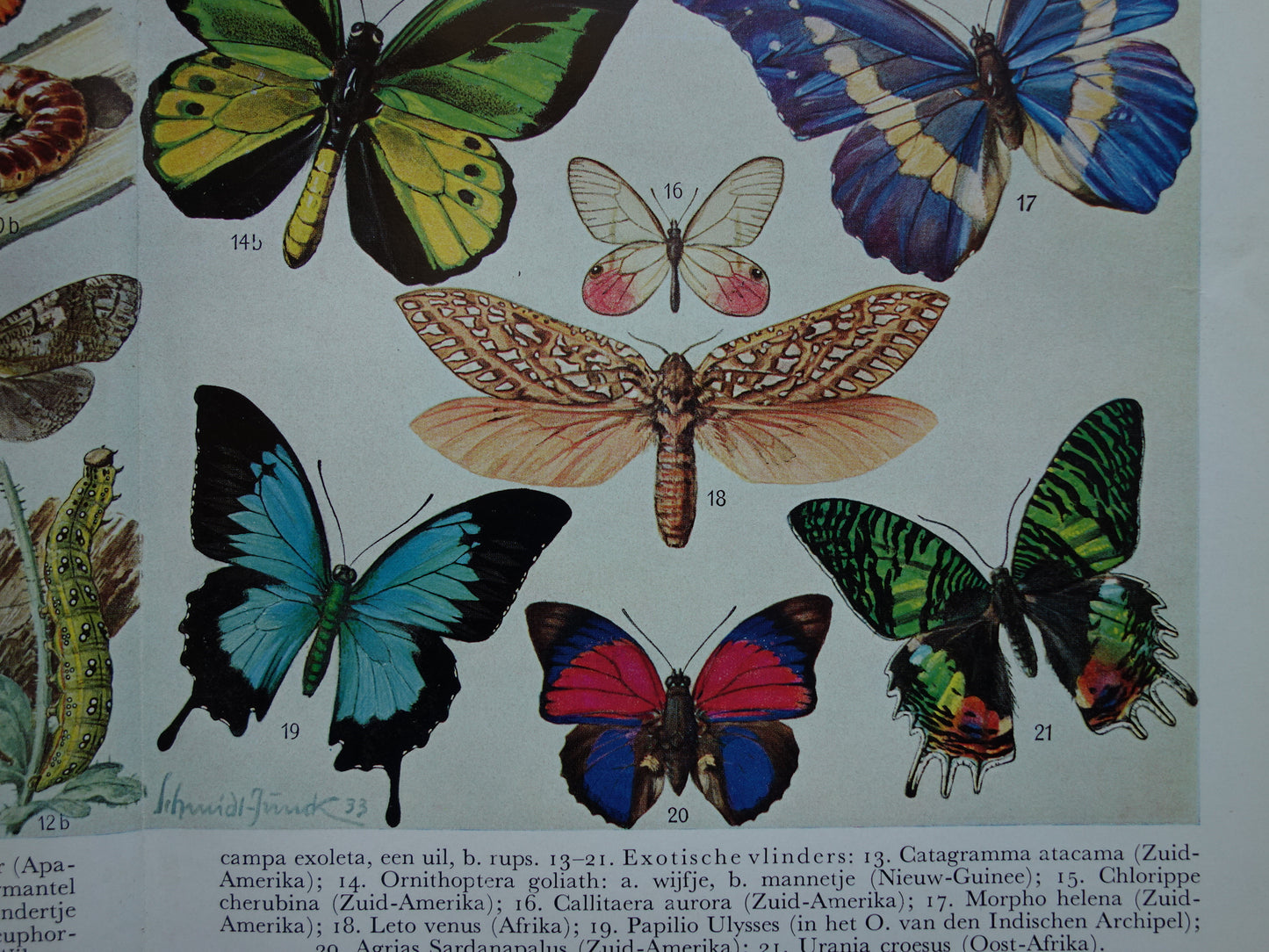 VLINDERS Oude prent Vlinder Rups - Originele vintage Nederlandse illustratie uit 1938