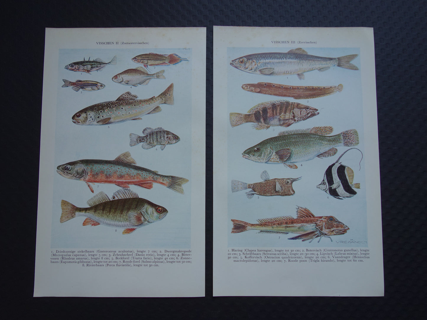 VISSEN oude illustratie set van 2 vintage prenten 1938 Originele Nederlandse Prent Prints