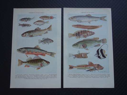 VISSEN oude illustratie set van 2 vintage prenten 1938 Originele Nederlandse Prent Prints