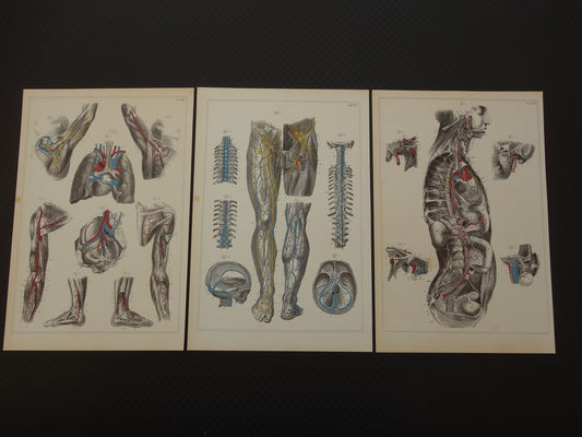 Oude anatomische prenten - set van 3 vintage prints Anatomie Mens