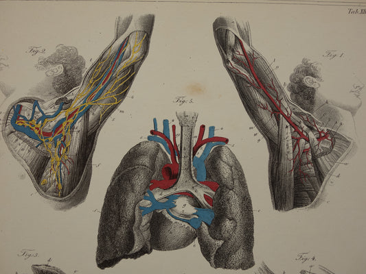 Oude anatomische prenten - set van 3 vintage prints Anatomie Mens