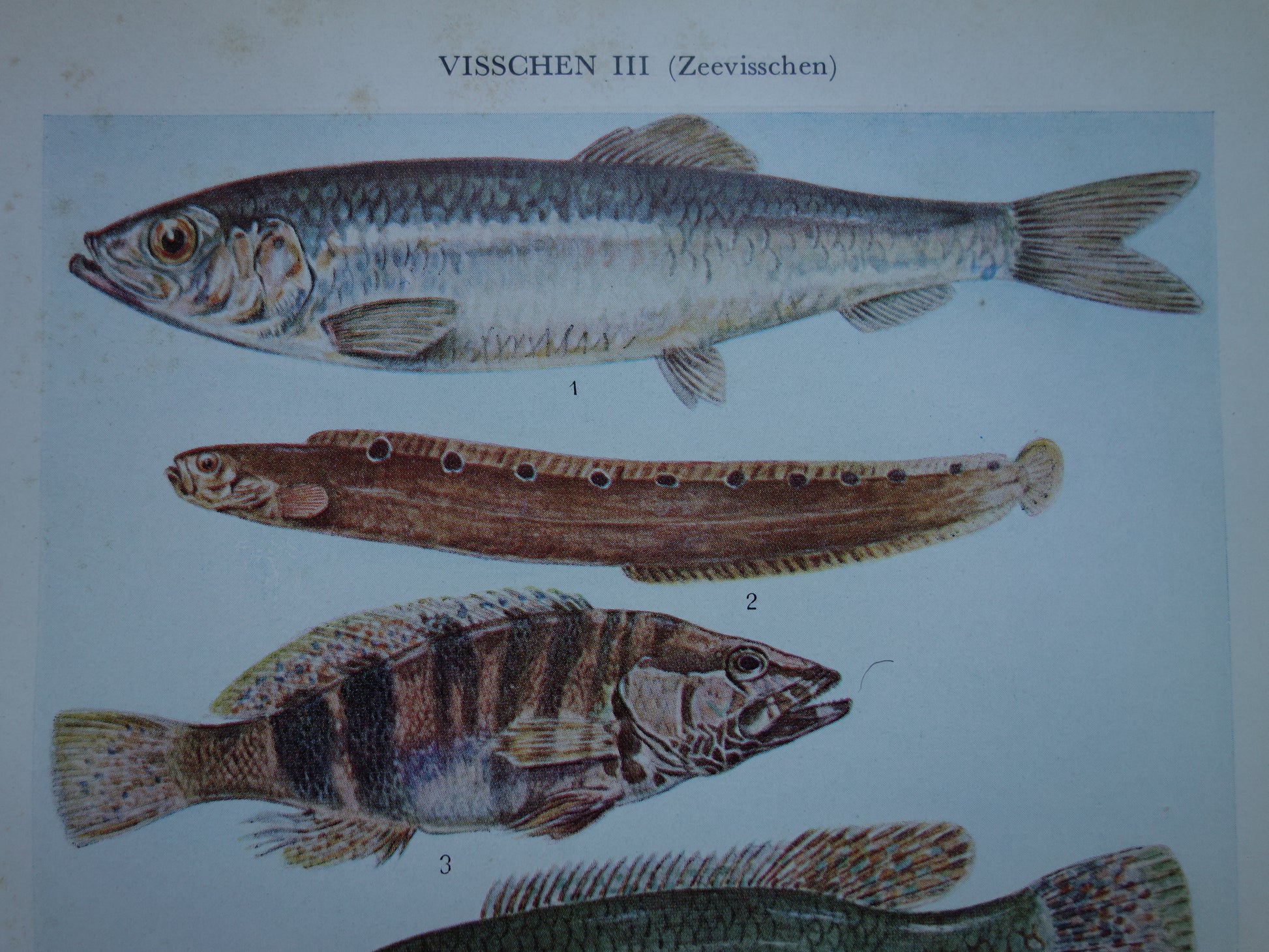 cadeau voor iemand die van vissen houdt