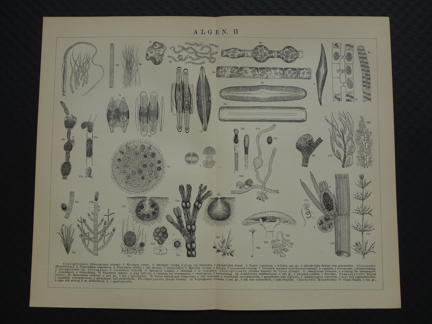 Originele antieke prent Algen Zeewier 1914 oude Nederlandse botanische prent Wieren Zeewieren vintage illustratie