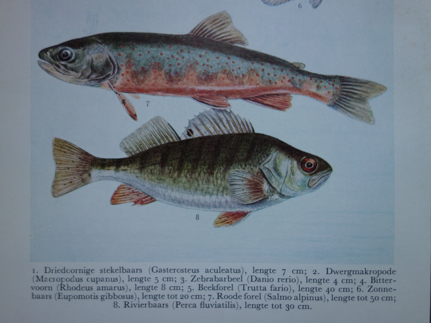 VISSEN oude illustratie set van 2 vintage prenten 1938 Originele Nederlandse Prent Prints