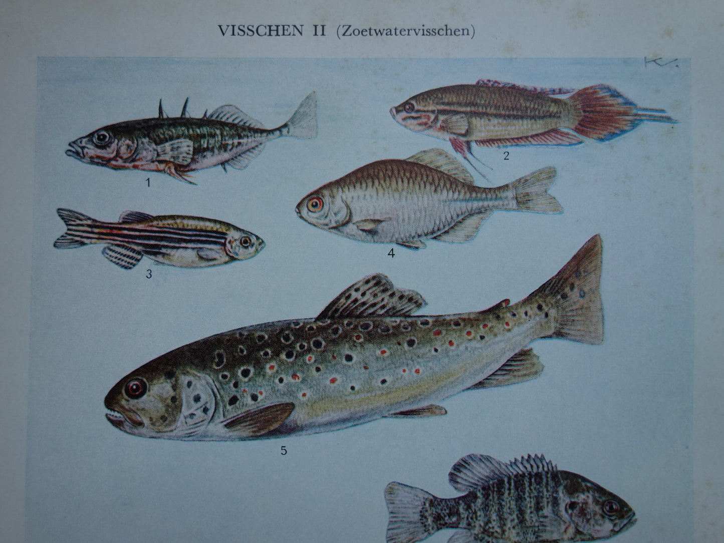 VISSEN oude illustratie set van 2 vintage prenten 1938 Originele Nederlandse Prent Prints