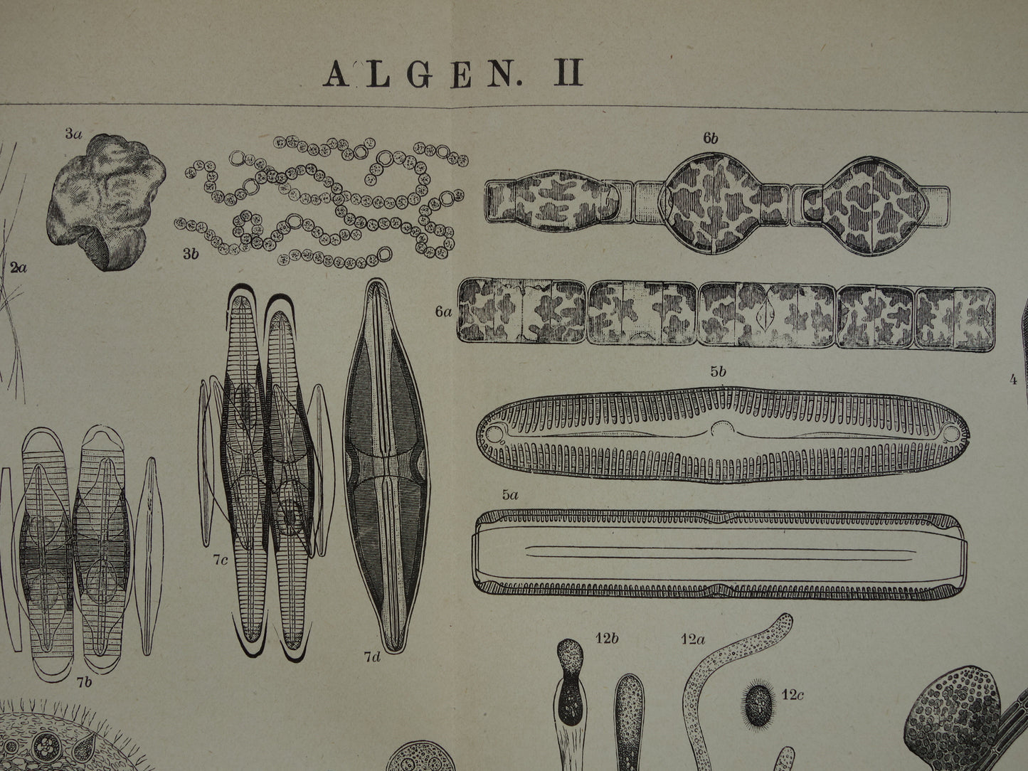 Originele antieke prent Algen Zeewier 1914 oude Nederlandse botanische prent Wieren Zeewieren vintage illustratie