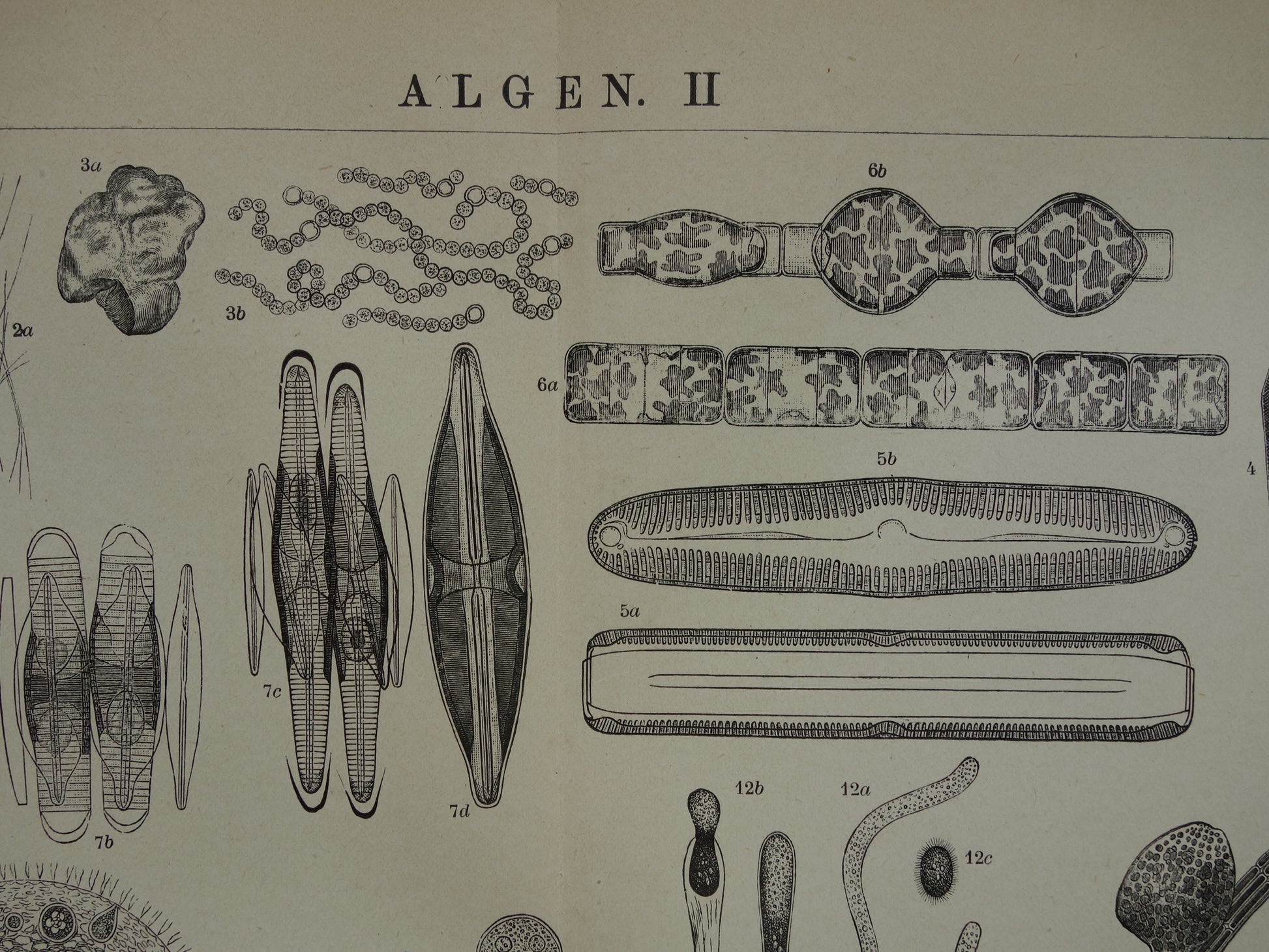 Originele antieke prent Algen Zeewier 1914 oude Nederlandse botanische prent Wieren Zeewieren vintage illustratie