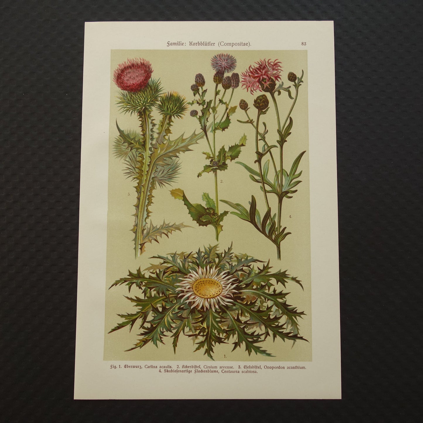 Oude botanische prent Distels originele antieke illustratie Distel prenten bloemen